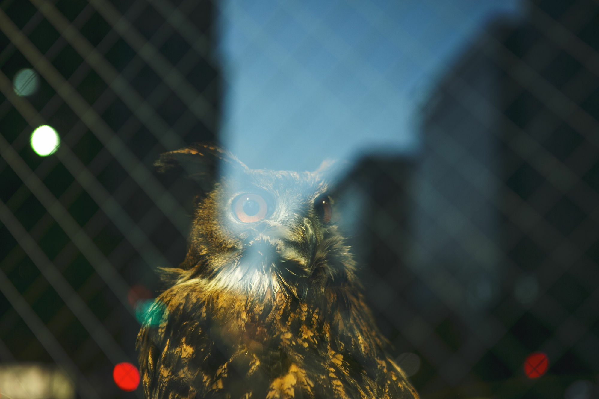 Hostal Wise Owl Tokio